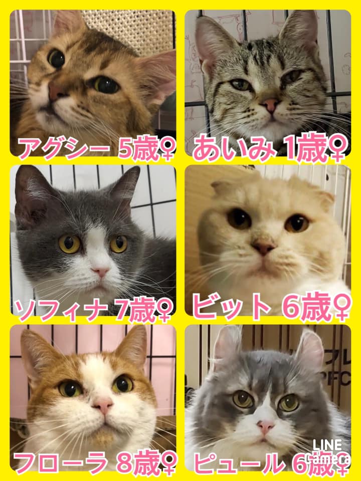 🐾今日の里親様募集中ニャンコ🐱メンバーです🐾2021,10,23